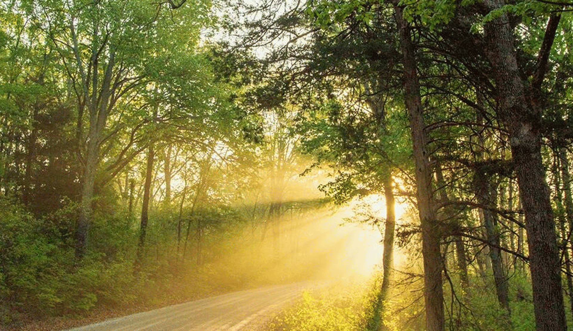 A road going through the woods with sun shining