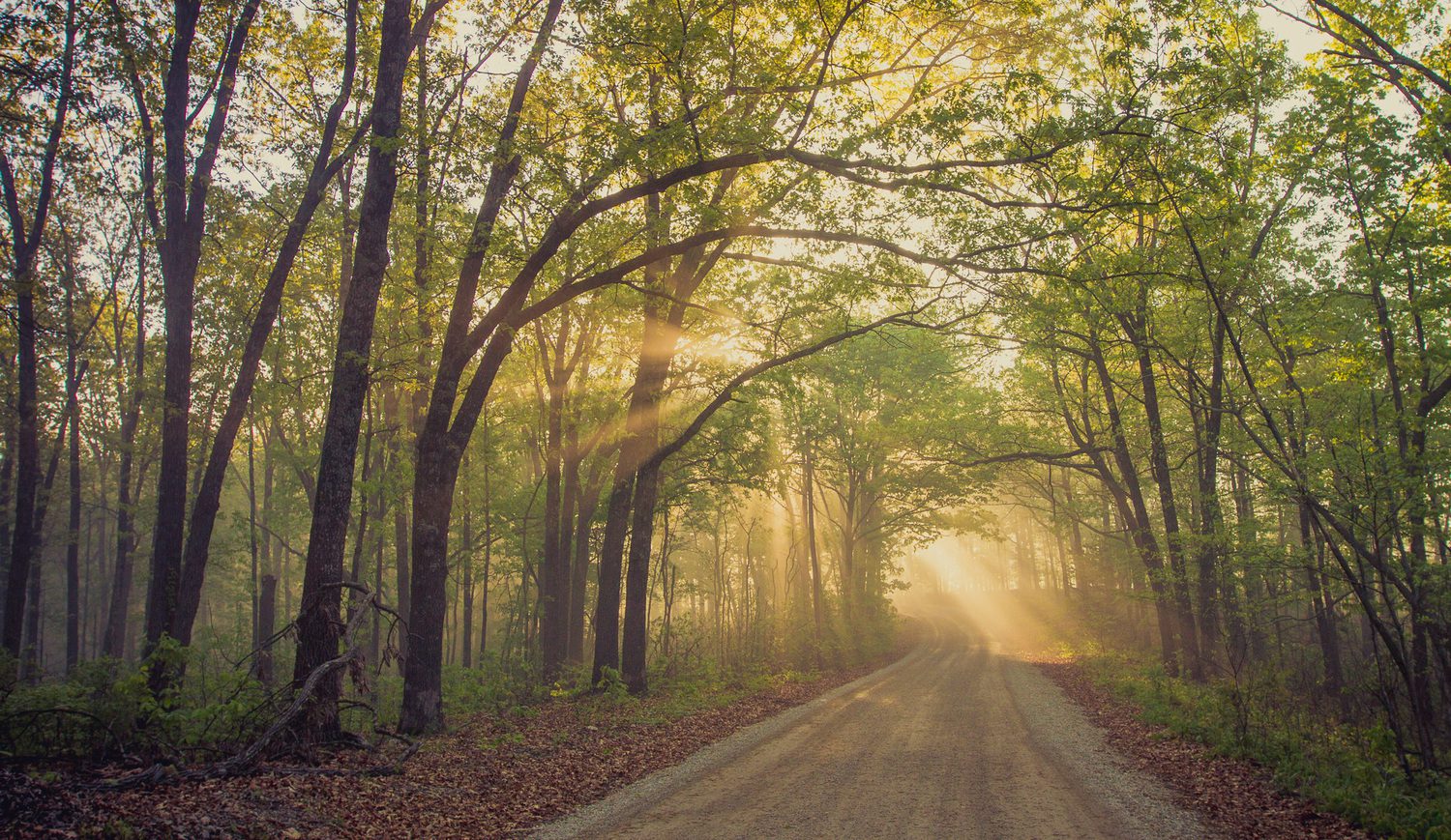 A road with trees and sun shining through the trees.